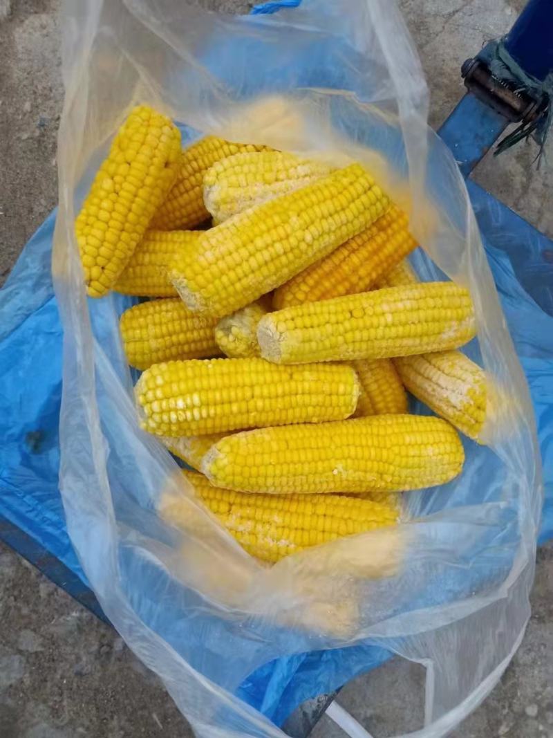 优质熟玉米猪牛羊饲料厂家直发质优价廉可视频看货