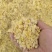优质熟玉米猪牛羊饲料厂家直发质优价廉可视频看货