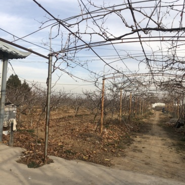 30亩果园出租及8亩紧邻水库空地出租