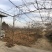 30亩果园出租及8亩紧邻水库空地出租