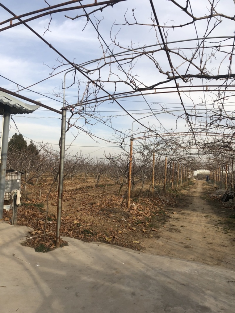 30亩果园出租及8亩紧邻水库空地出租