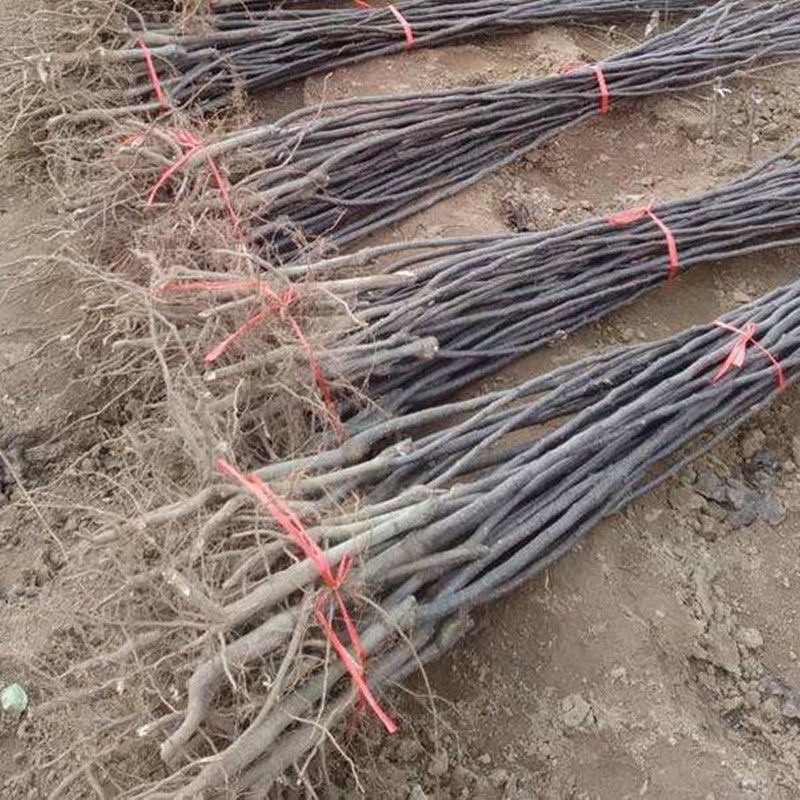 热卖新品种葫芦梨树苗果个大口感甜耐寒抗旱包邮发货
