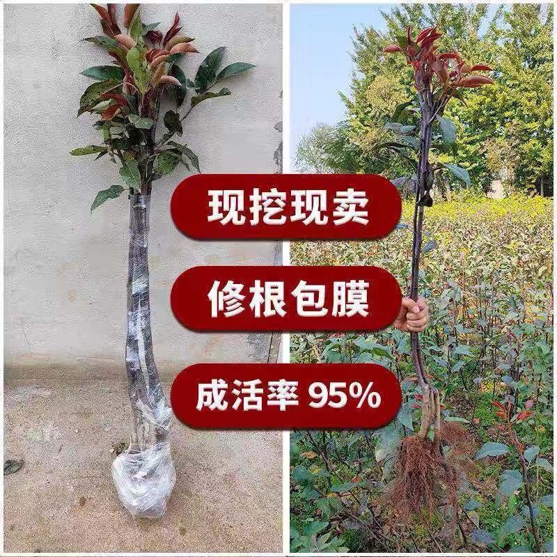 热卖新品种葫芦梨树苗果个大口感甜耐寒抗旱包邮发货