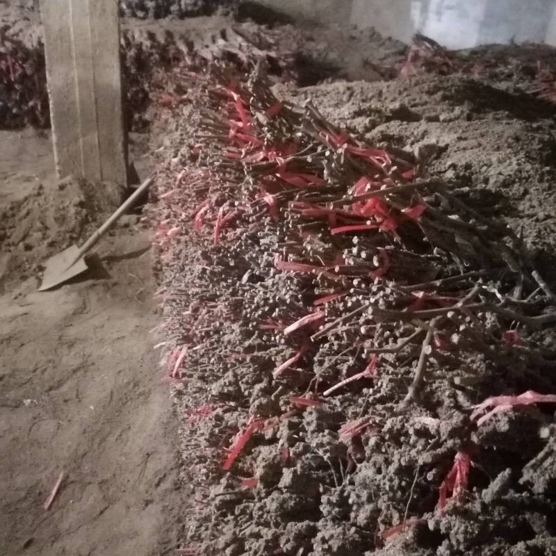 茉莉香葡萄苗