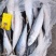 新货船冻青鱼400-600g