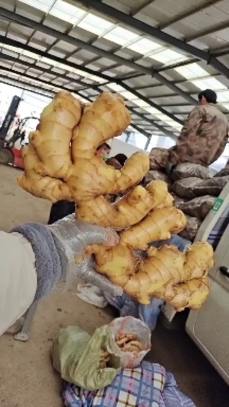 安徽生姜大黄姜《保质保量，坏烂包赔》