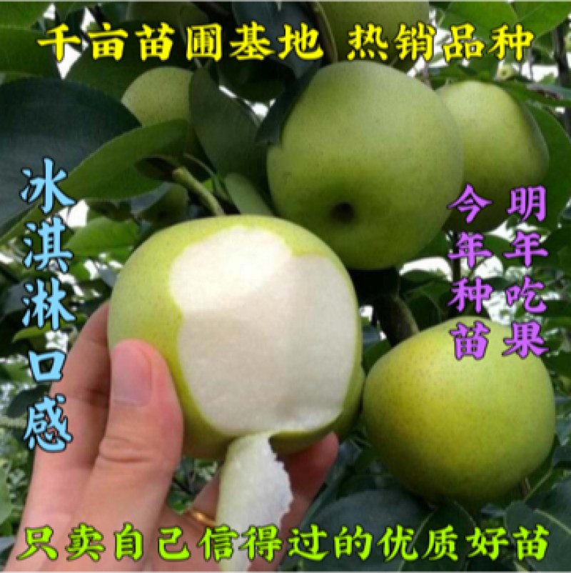 新品种冰淇淋梨树苗南北方均可种植特别甜现挖现发包邮