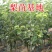 新品种冰淇淋梨树苗南北方均可种植特别甜现挖现发包邮