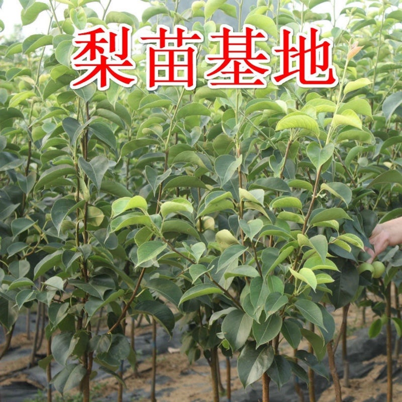 新品种冰淇淋梨树苗南北方均可种植特别甜现挖现发包邮