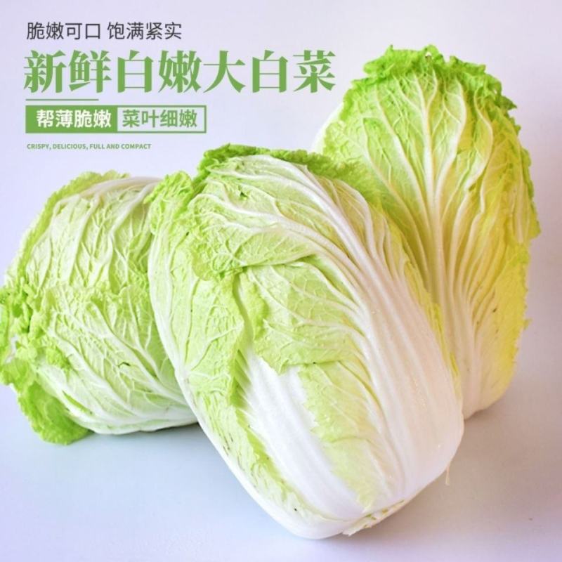 湖北精品大白菜产地发货质量保证量大从优一手货源，产地供