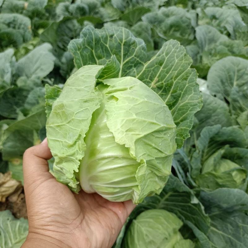 【甘蓝】湖北精品旺旺甘蓝大量有货，产地直发，质量保证