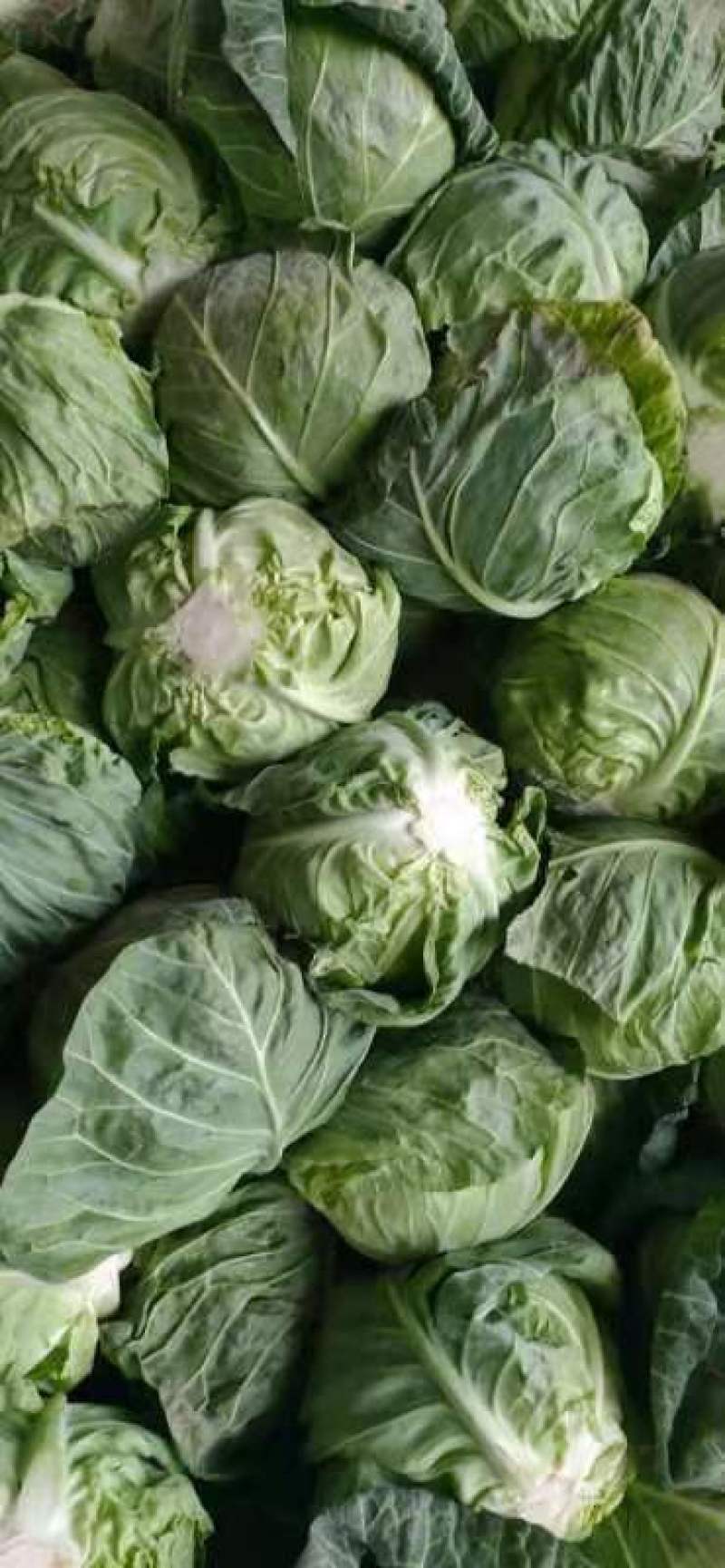 【甘蓝】湖北精品旺旺甘蓝大量有货，产地直发，质量保证