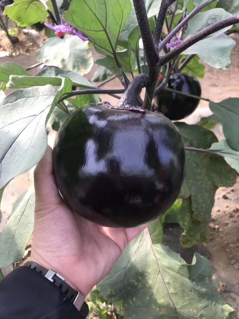 嫁接圆茄，基地直发，货源充足，品质保证