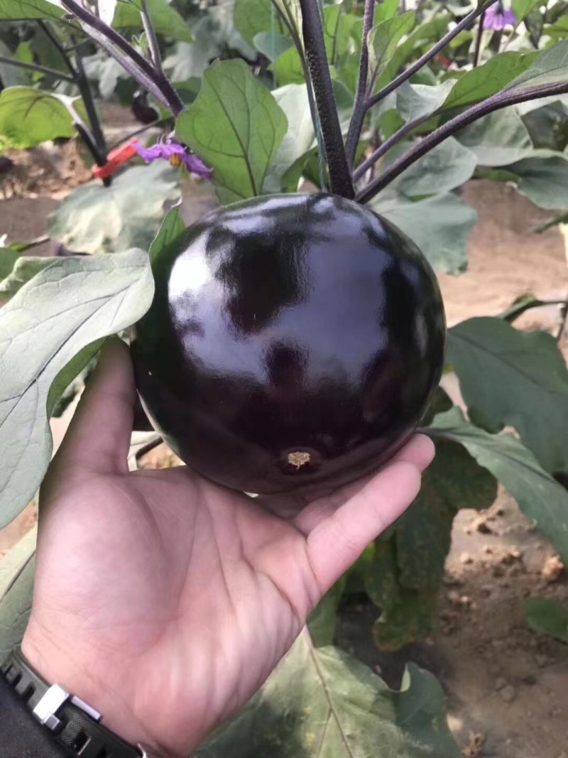 嫁接圆茄，基地直发，货源充足，品质保证