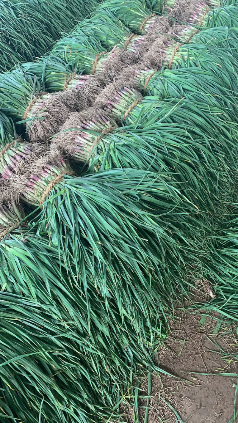 红根蒜苗*江苏盐城蒜苗产地发货*上货快*品质保证