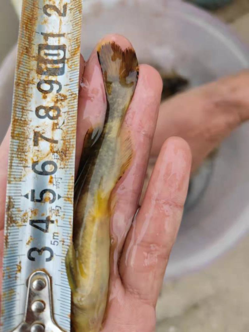牛尾巴鱼苗属淡水鱼基地一手货源送货上门技术指导