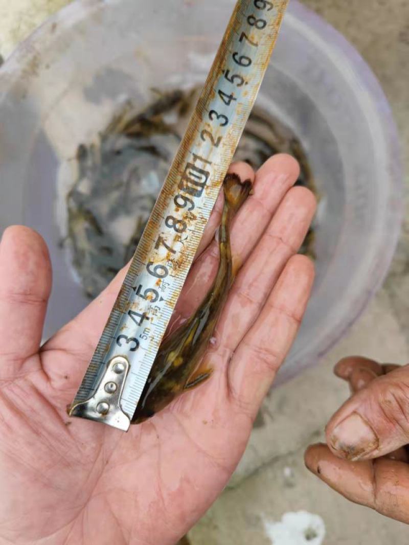 牛尾巴鱼苗属淡水鱼基地一手货源送货上门技术指导