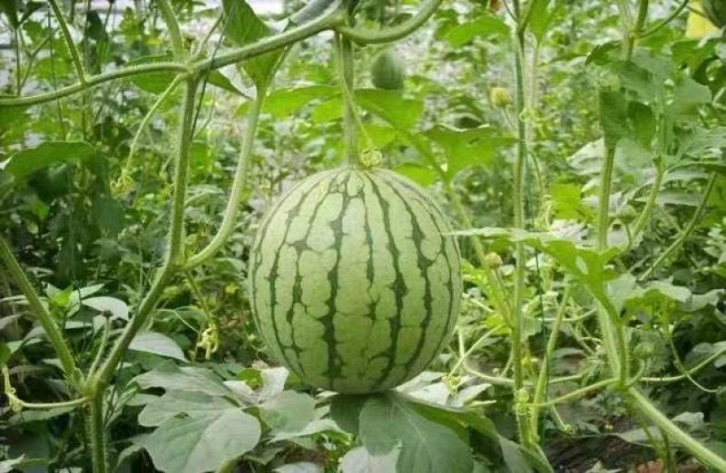 嫁接早佳8424西瓜苗直播8424中型西瓜苗寿光批发