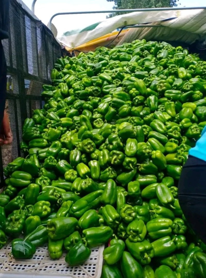 山东莘县圆椒，太空椒，鲜辣椒，市场货食堂货【一直到年底】