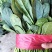 山东省单县菠菜，精品菠菜，大叶菠菜，