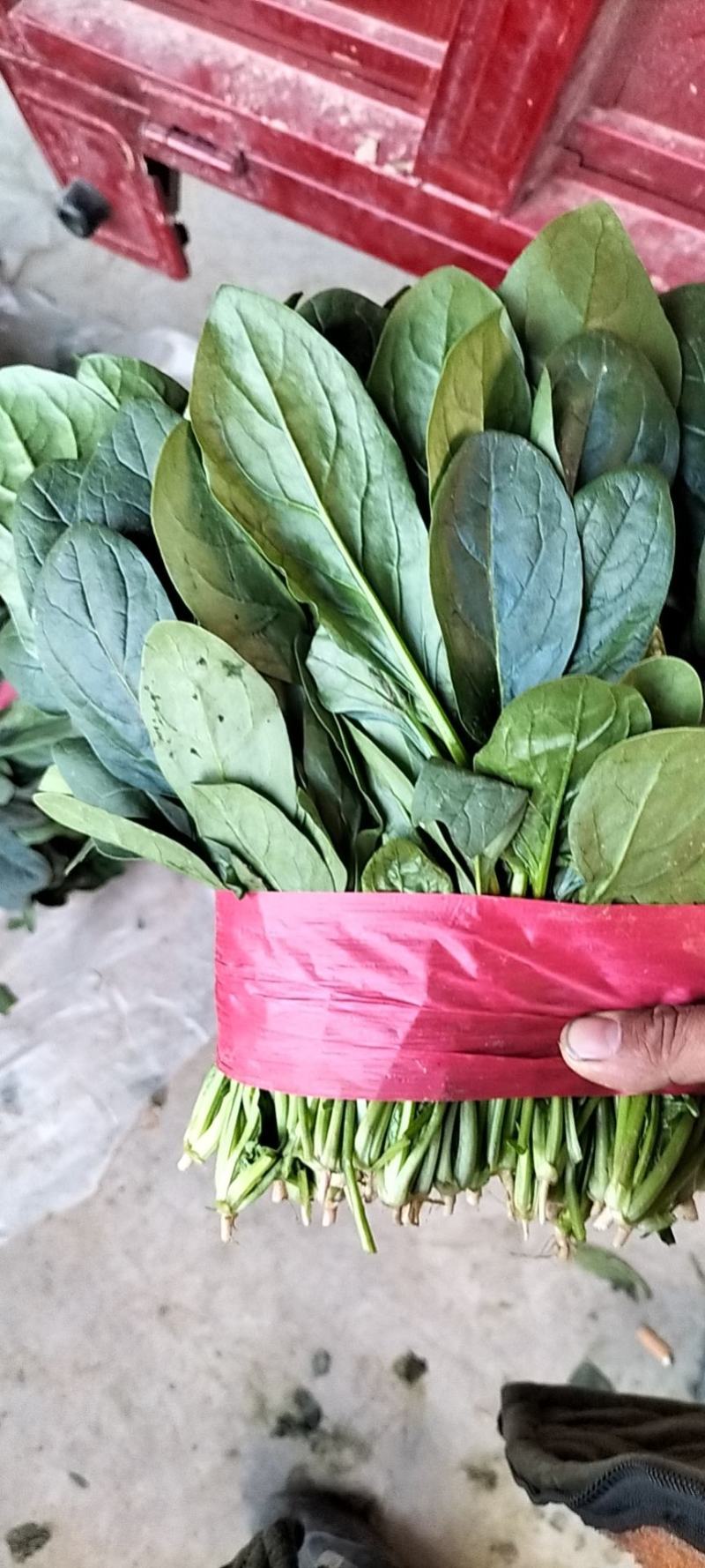 山东省单县菠菜，精品菠菜，大叶菠菜，