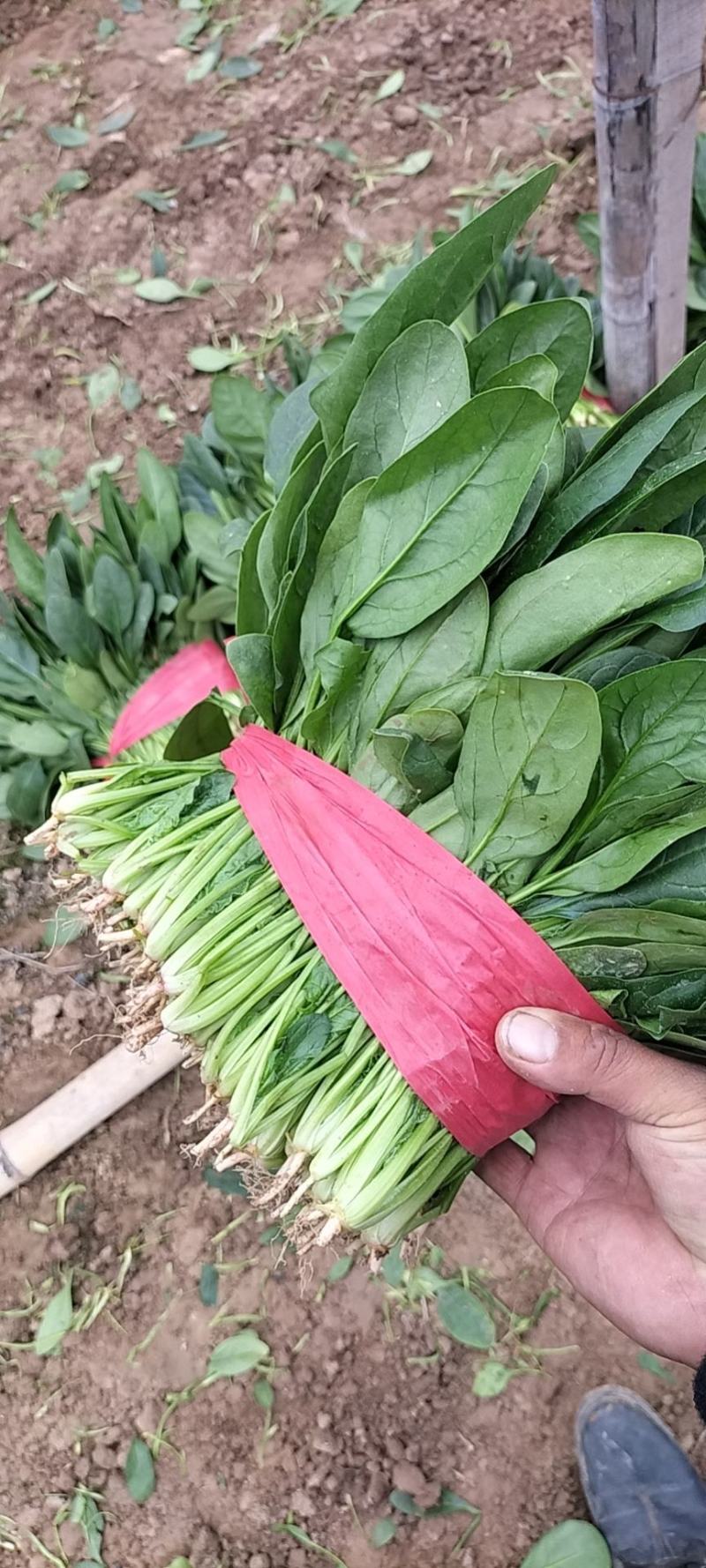 山东省单县菠菜，精品菠菜，大叶菠菜，