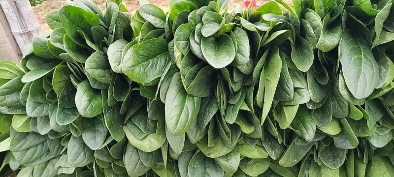 山东省单县菠菜，精品菠菜，大叶菠菜，