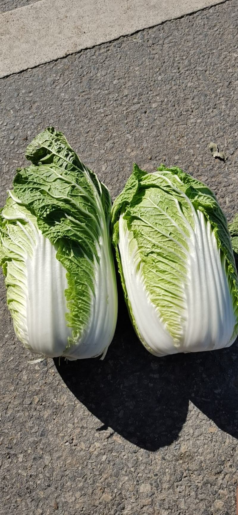 黄心大白菜大量现货产地直供外表绿，不烧心，不烧边产地直发
