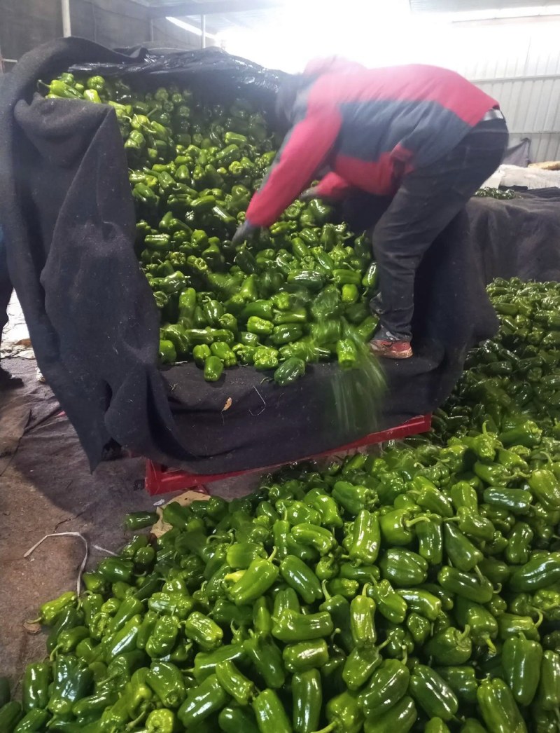 山东莘县圆椒，太空椒，鲜辣椒，市场货食堂货【一直到年底】