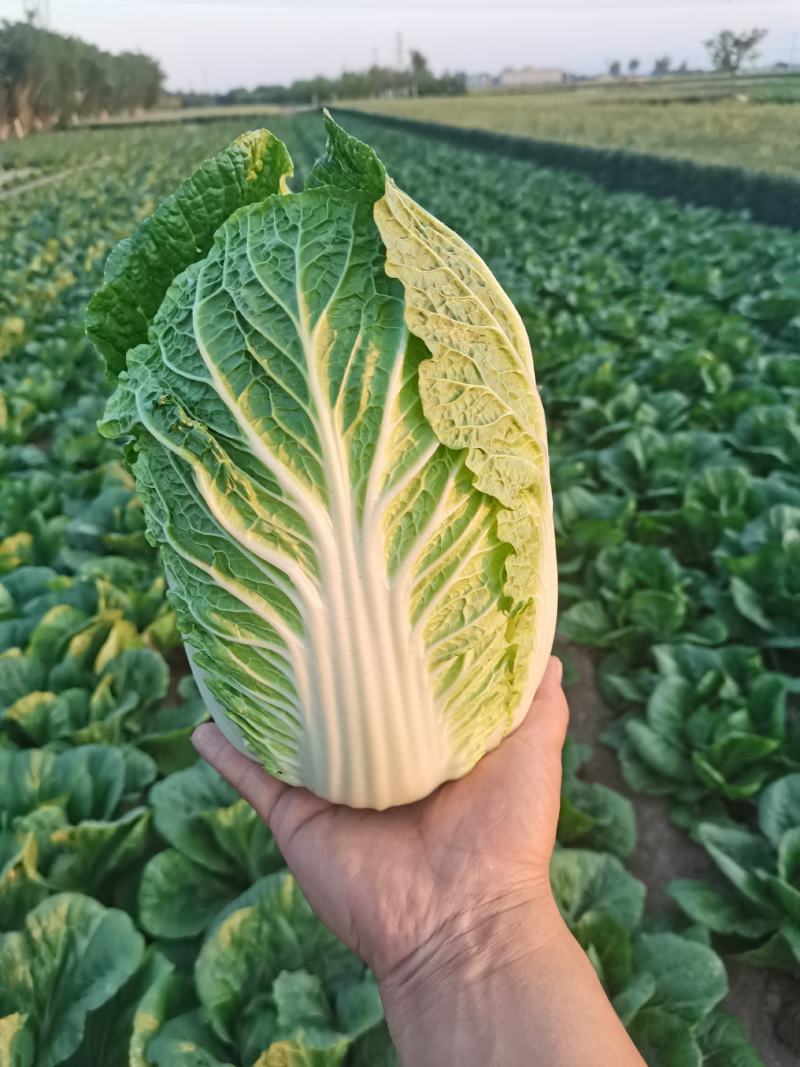 精品玲珑黄大白菜，黄心无虫眼无花边不起苔产地直发一手货源