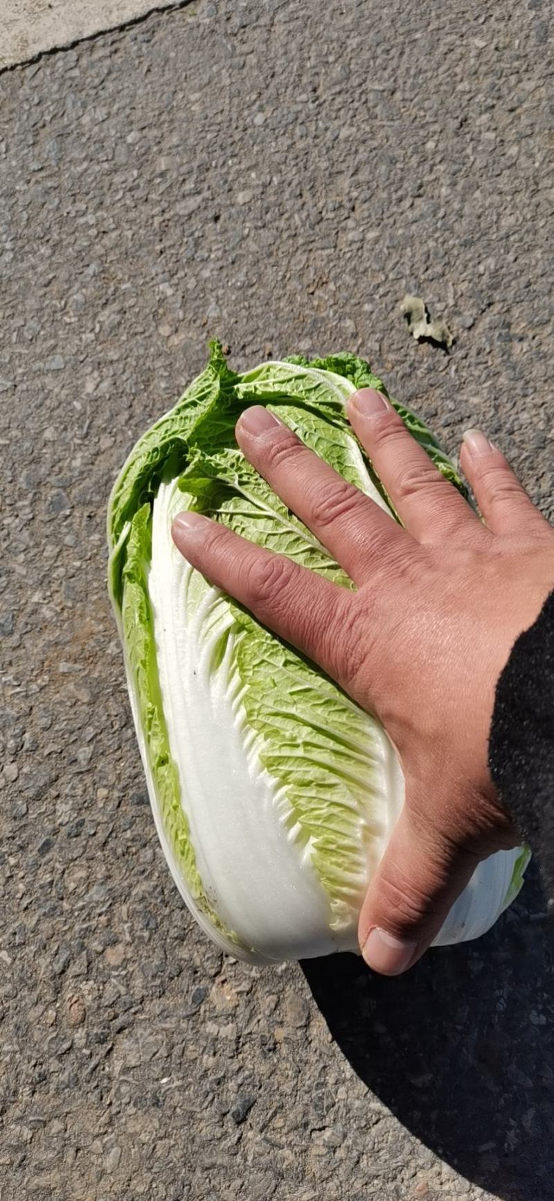 精品玲珑黄大白菜，黄心无虫眼无花边不起苔产地直发一手货源