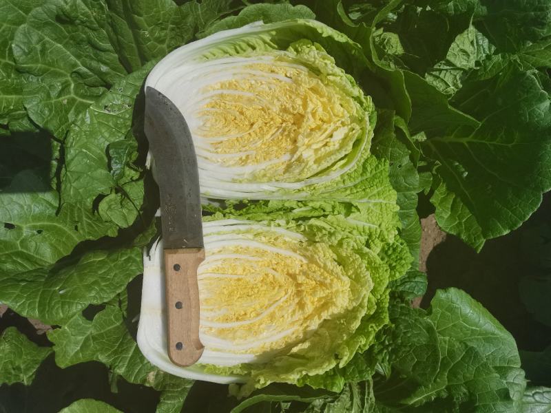 精品玲珑黄大白菜，黄心无虫眼无花边不起苔产地直发一手货源