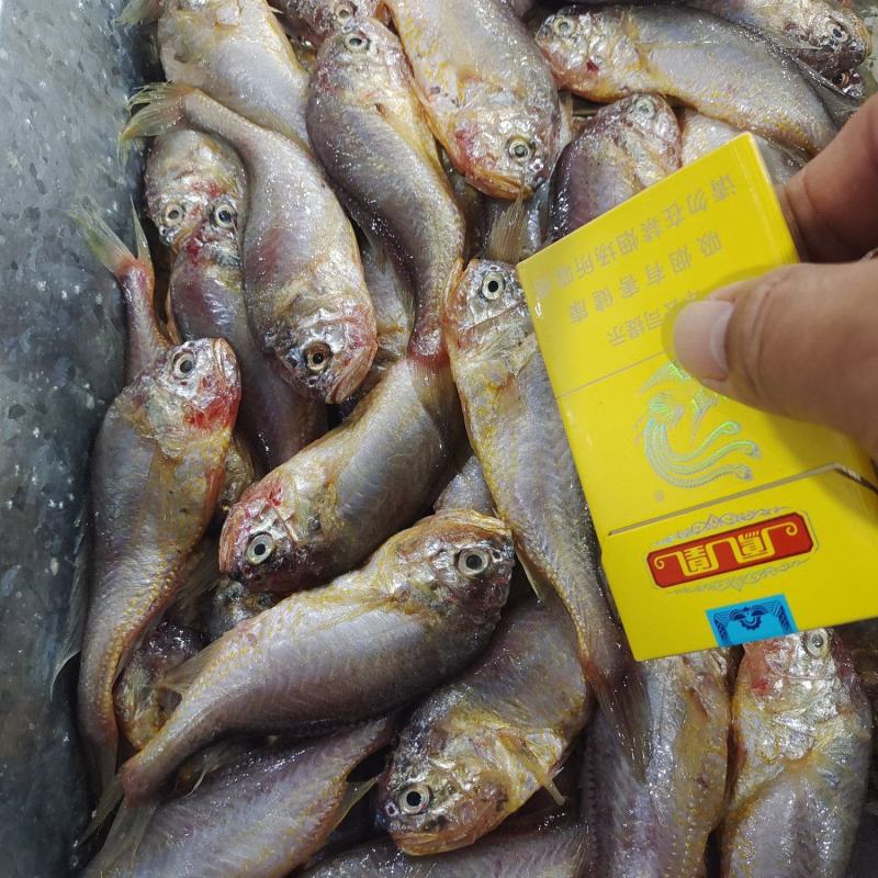 小黄鱼梅童鱼大头宝肉质细腻嫩滑适合电商市场销售