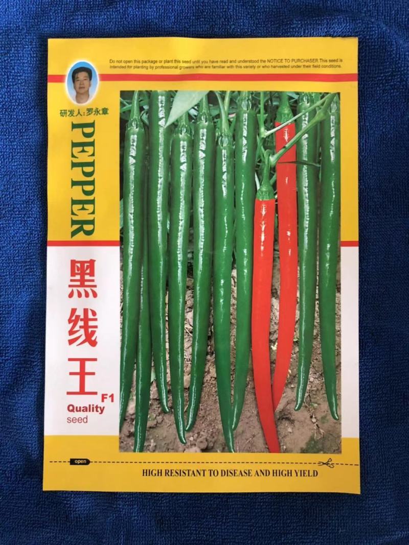 线椒苗红线椒苗黄绿线椒苗坐果能力强抗病性高成活高