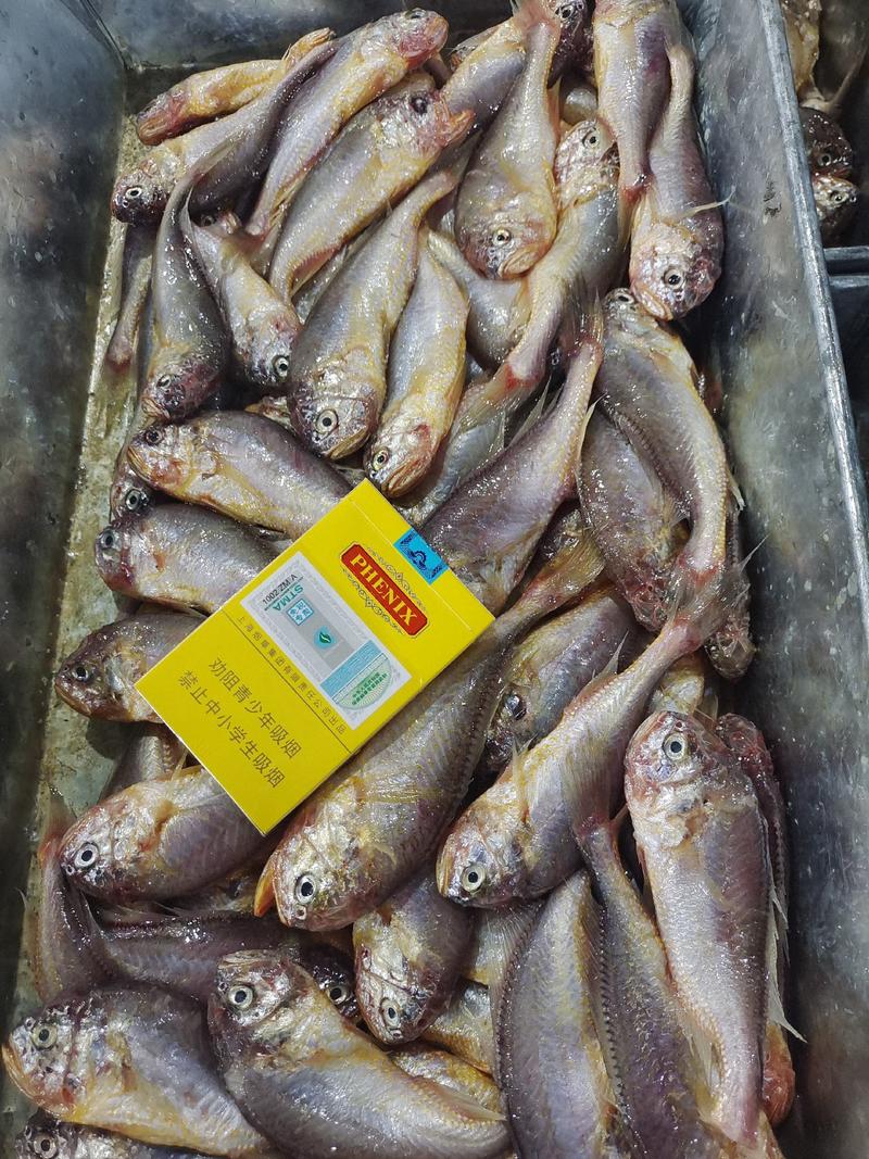 小黄鱼梅童鱼大头宝肉质细腻嫩滑适合电商市场销售