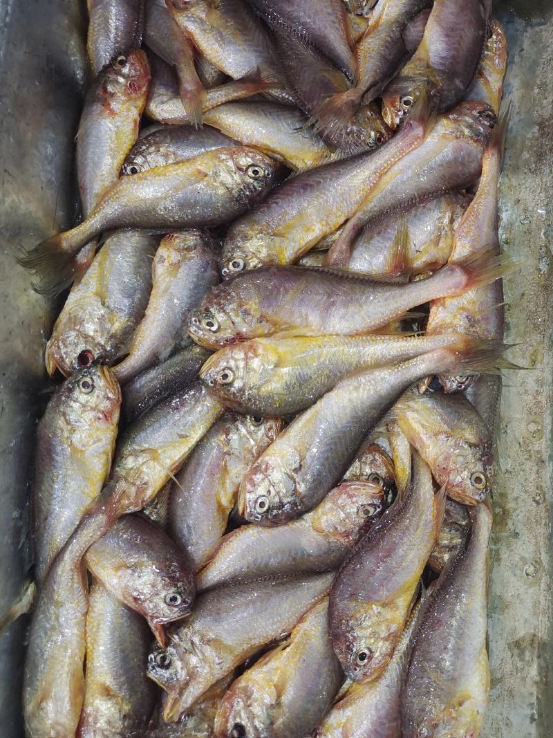 小黄鱼梅童鱼大头宝肉质细腻嫩滑适合电商市场销售