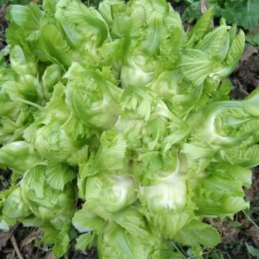丁家儿菜大量上市欢迎定购