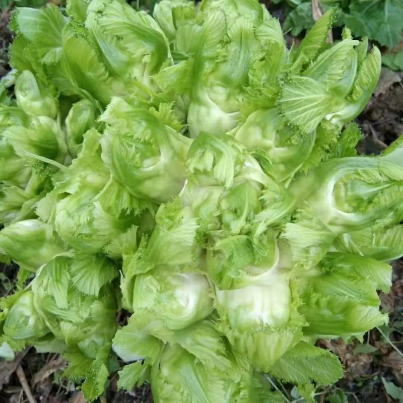丁家儿菜大量上市欢迎定购