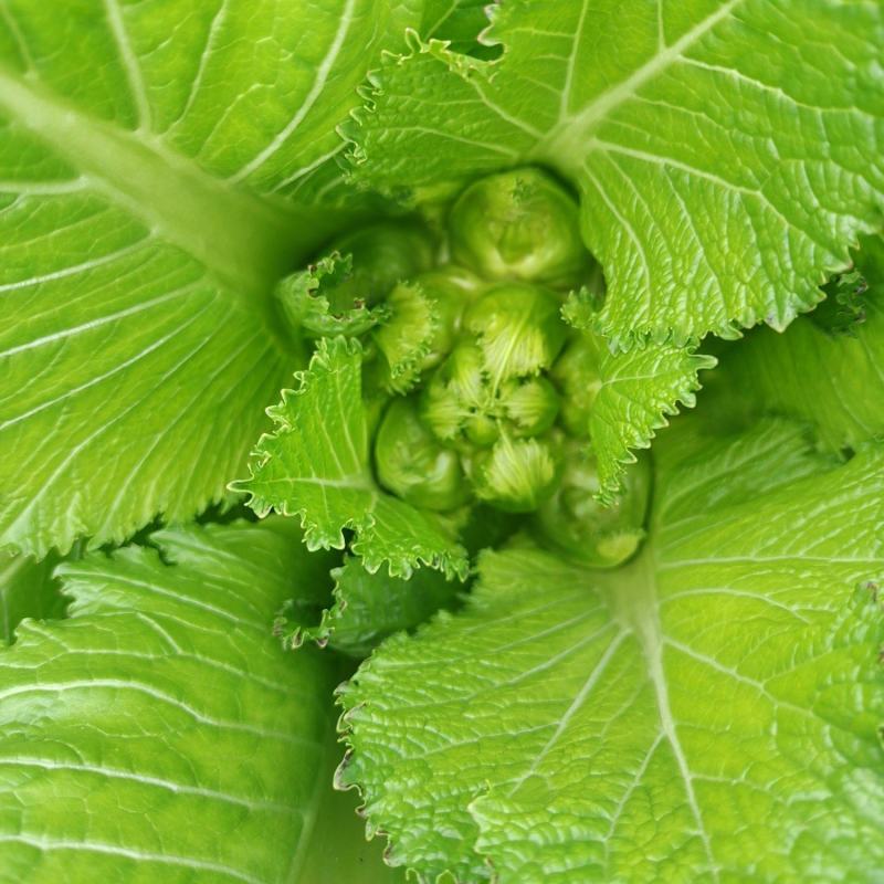 丁家儿菜大量上市欢迎定购