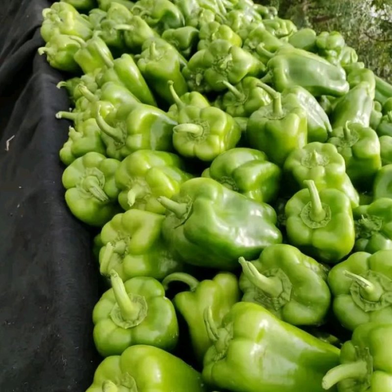 【净棚，食堂，市场货】青椒方椒圆椒太空椒鲜辣椒！