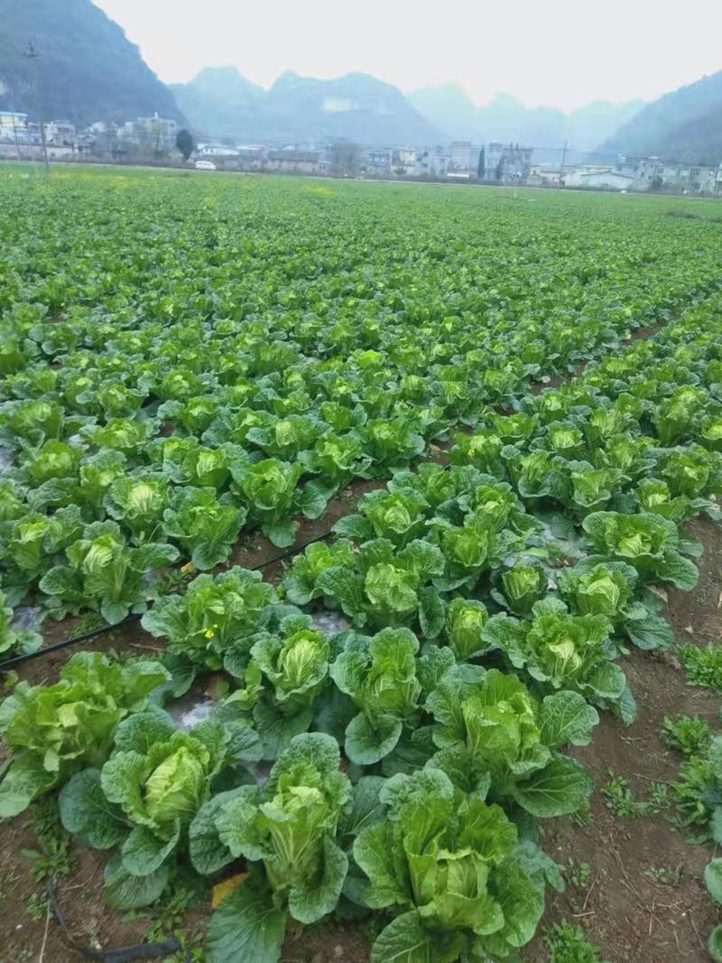 黔西南州本地黄心白菜基地直发每个3-4斤