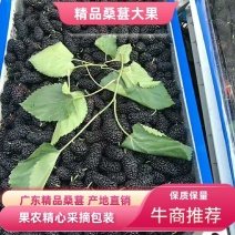 广东精品桑葚，果农精心打包装车发货，保质保量，稳定供货