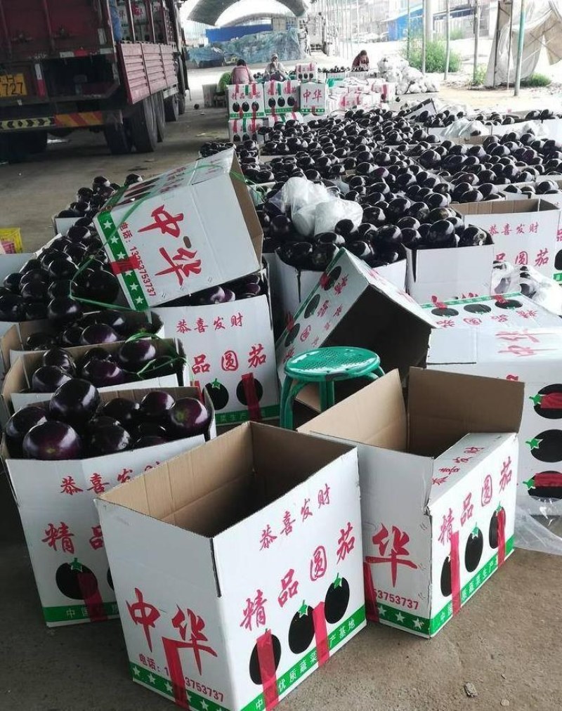 山东莘县茄子，紫光圆茄【每天50万斤】一直到年底，电我！