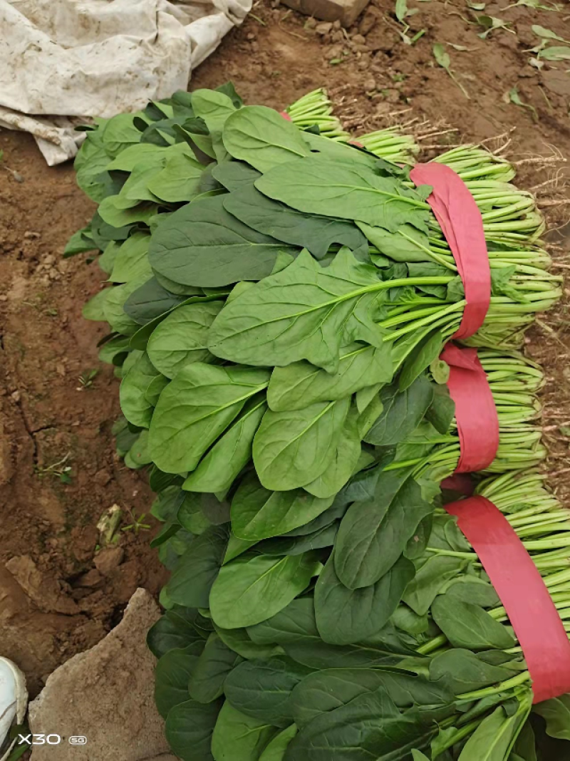 黑叶菠菜永年菠菜，大量有货，电话咨询，一次合作终身朋友