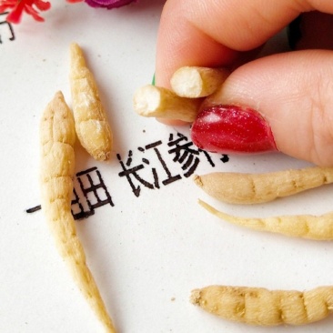 太子参小统2023新干度净度颜色都好（打粉专用）