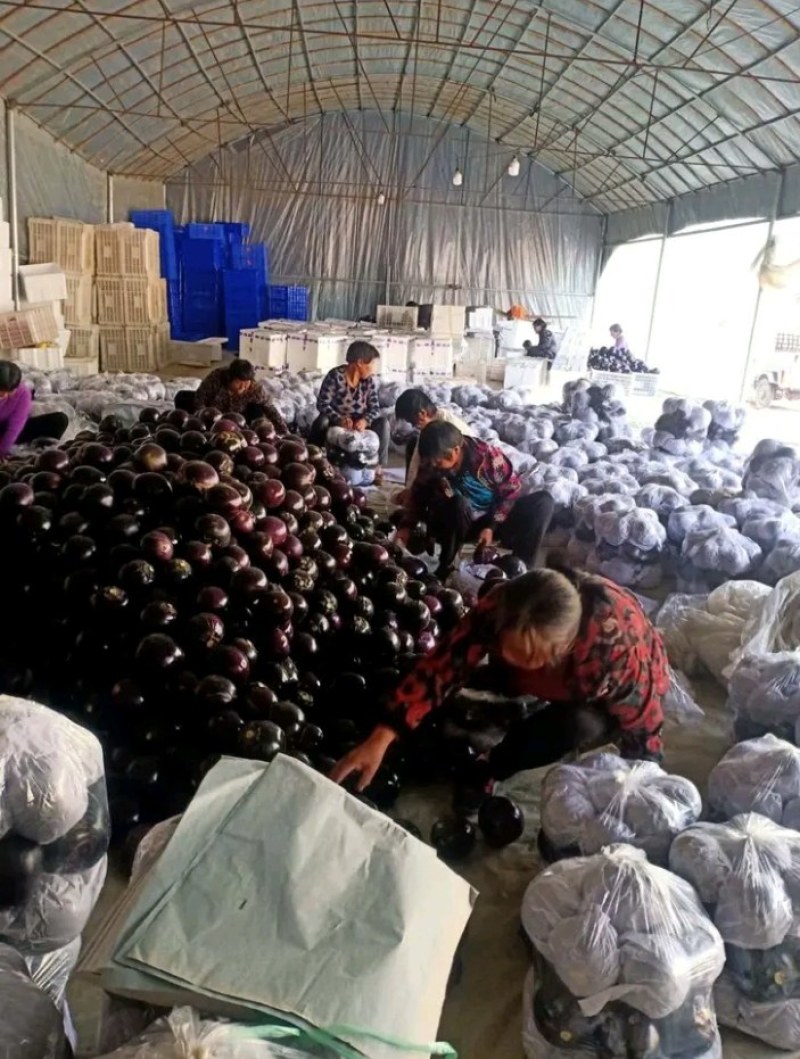 山东圆茄，茄子紫光圆茄【净棚货食堂货】一直到年底，电我