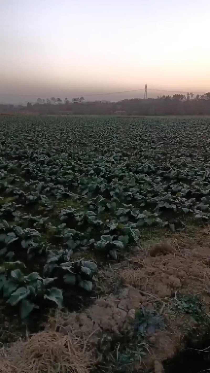 红菜苔