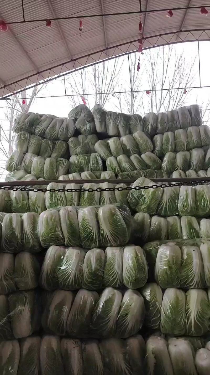 河南省万亩青杂三号大白菜火热上市中，货源充足，质优价廉。