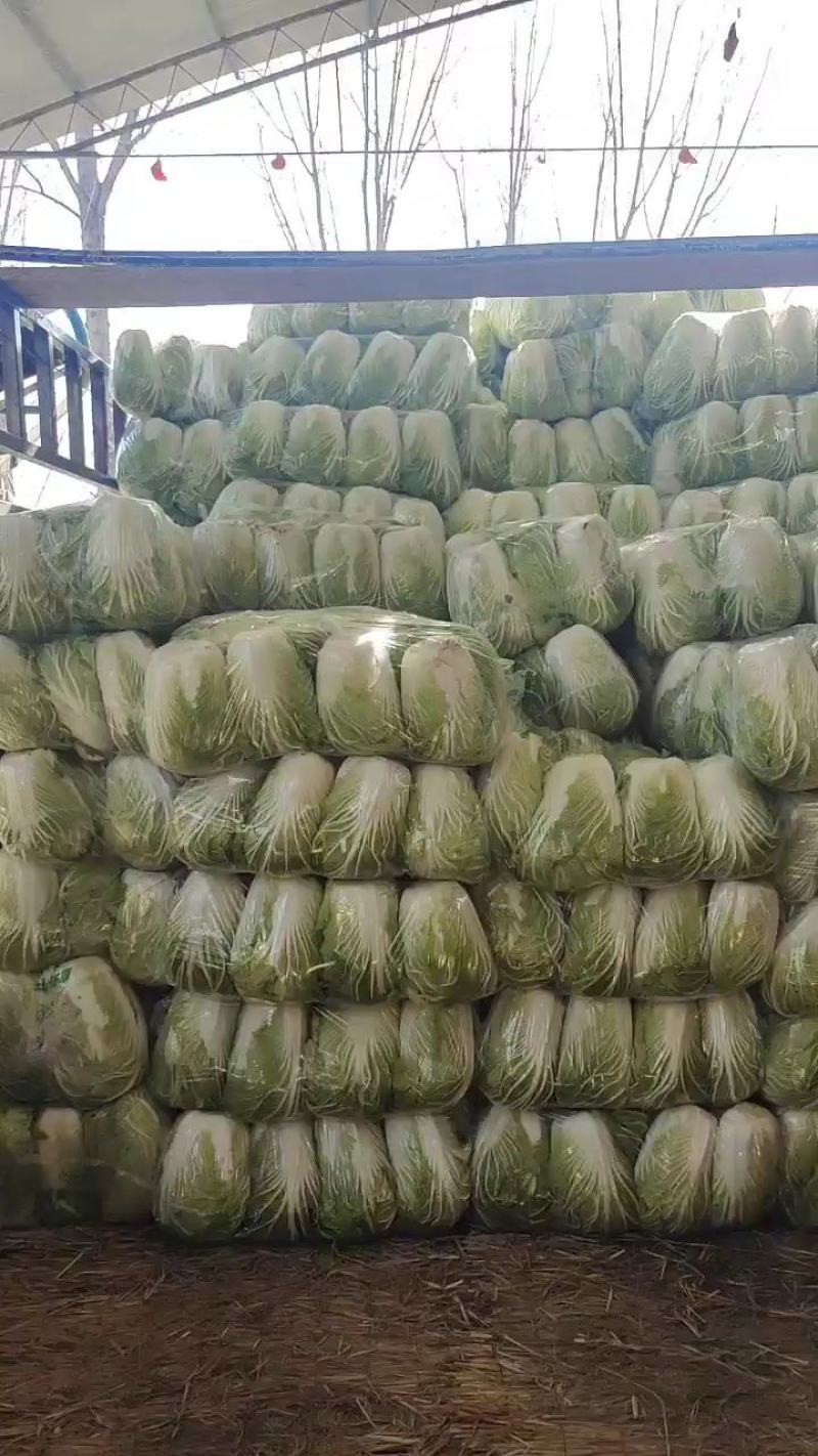 河南省万亩青杂三号大白菜火热上市中，货源充足，质优价廉。