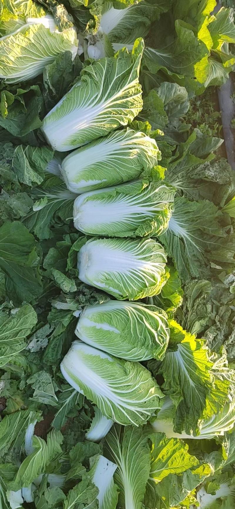 河南省万亩青杂三号大白菜火热上市中，货源充足，质优价廉。